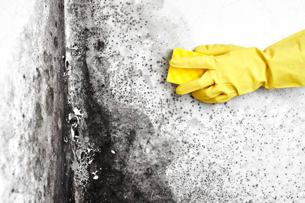 Best Toxic Mold Removal  in East Petersburg, PA