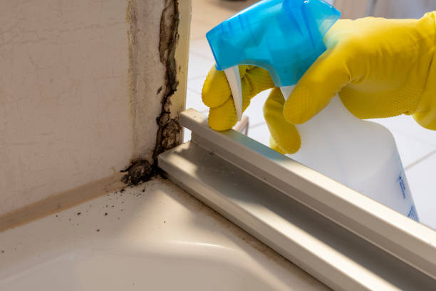 Best Commercial Mold Removal  in East Petersburg, PA