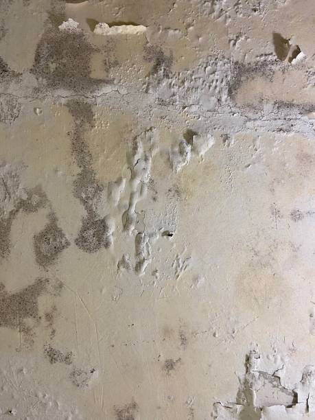 Home Mold Removal in East Petersburg, PA